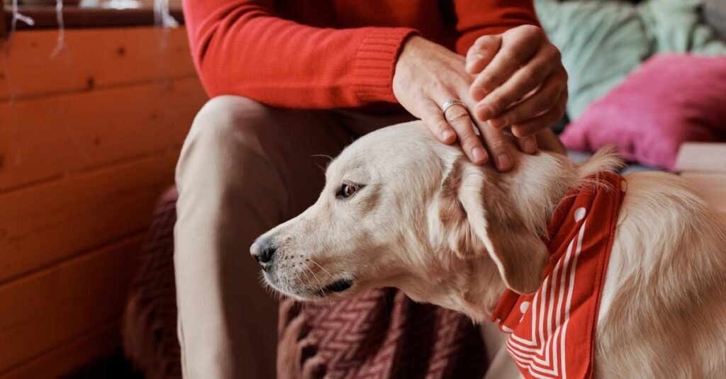 a person lovingly petting a dog wearing a red bandana inside a cozy room