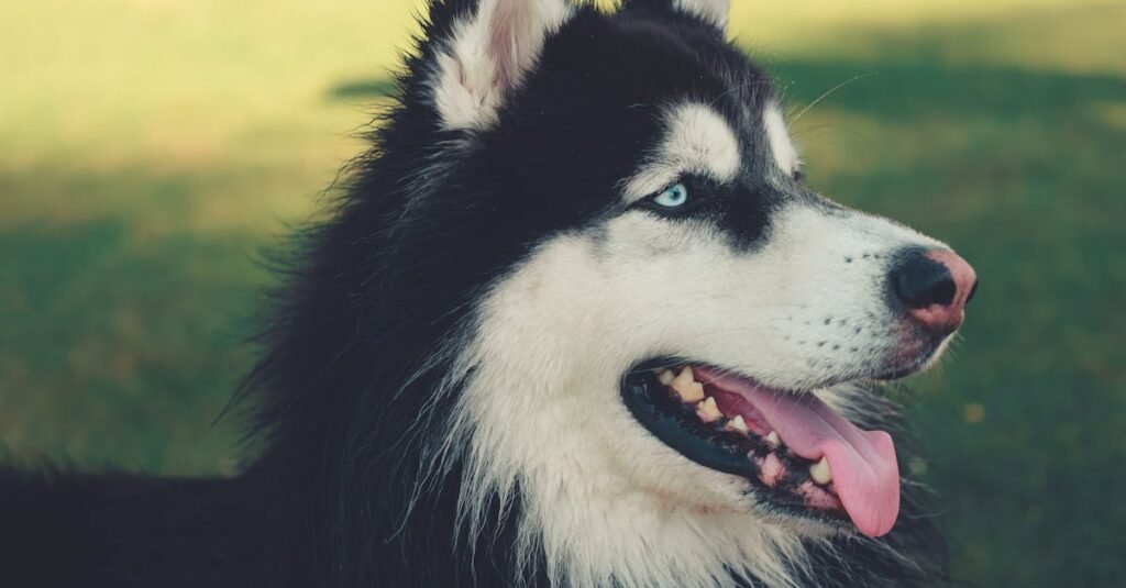 close up portrait of a siberian husky with blue eyes outdoors in daylight