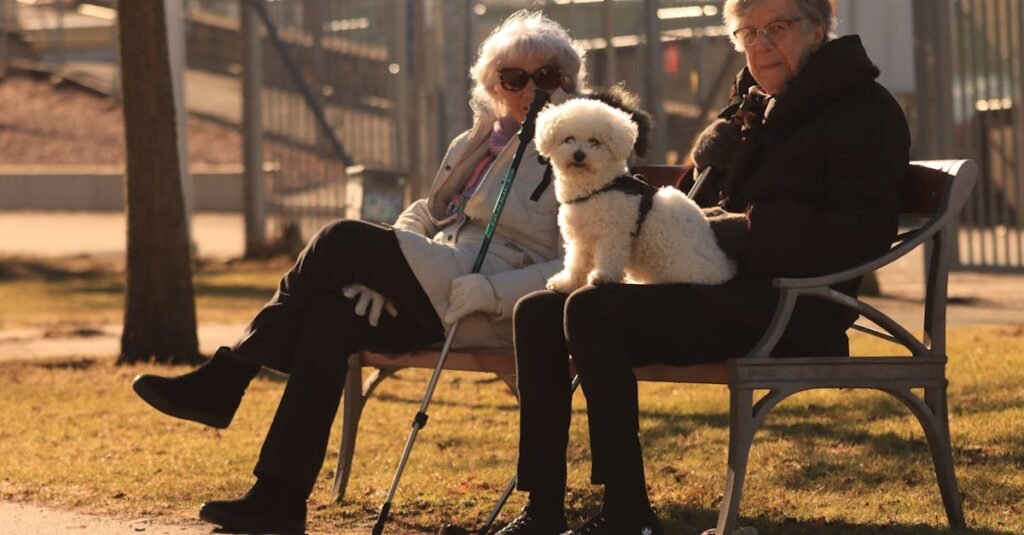 senior women enjoying a sunny day with their bichon frise on a park bench in gothenburg sweden