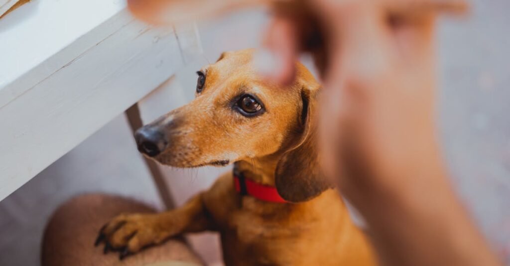 adorable dachshund standing on owner s lap looking up in anticipation